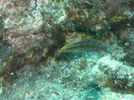 98  Ornate Wrasse IMG 2638